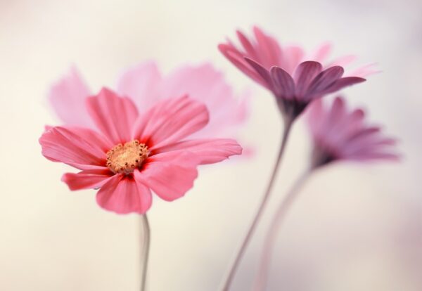 Fototapeta Różowe Pastelowe Kwiaty