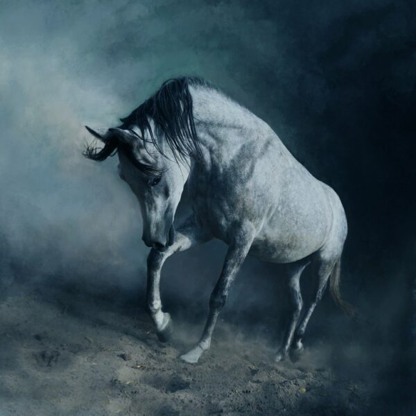 Fototapeta Biały Arabski Koń