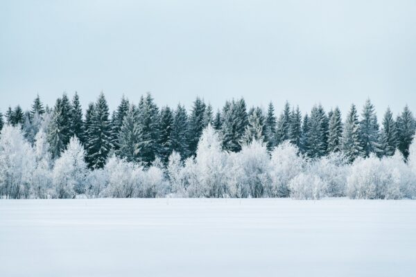 Fototapeta Śnieżny Las