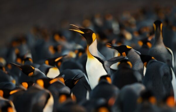 Fototapeta Stado Pingwinów