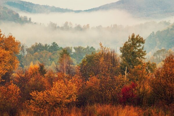 Fototapeta Jesienna Mgła