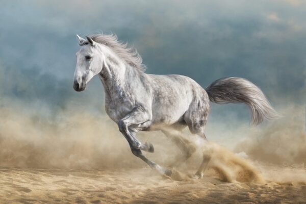 Fototapeta Biały Koń