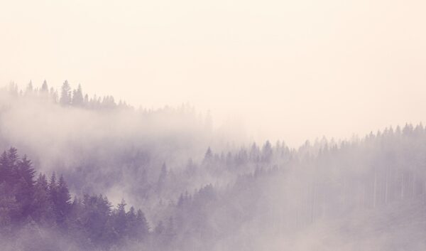 Fototapeta Mgła w Lesie