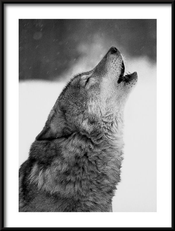 Plakat Wyjący Wilk