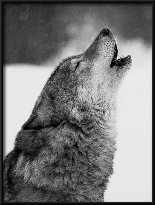 Plakat Wyjący Wilk