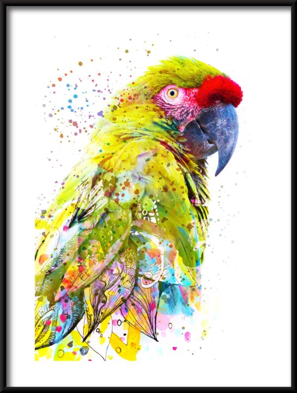 Plakat Kolorowa Papuga
