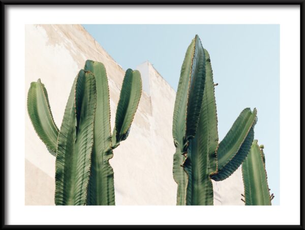 Plakat Kaktus Przy Ścianie