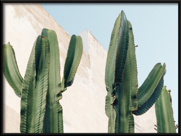 Plakat Kaktus Przy Ścianie