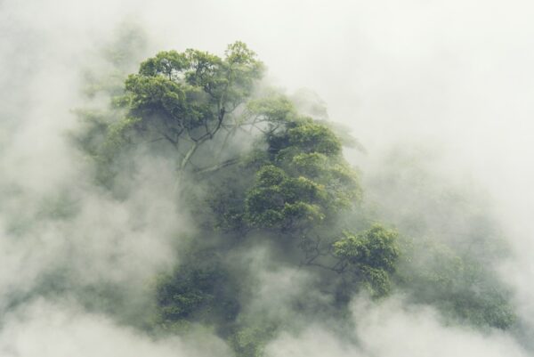 Fototapeta Japońska Dżungla