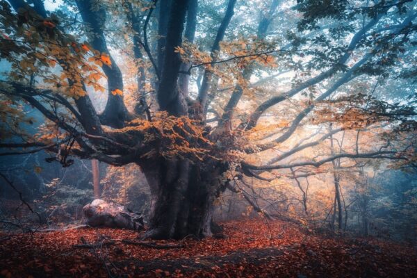Fototapeta Magiczne Drzewo