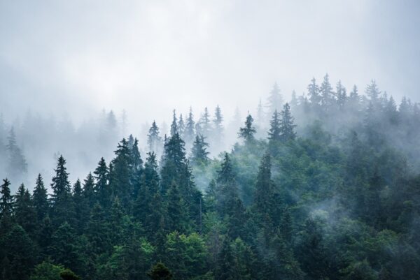 Fototapeta Mgła Gór