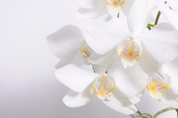 Fototapeta Biała Orchidea