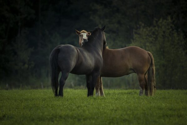 Fototapeta Konie na Łące