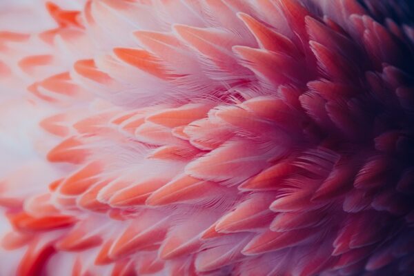 Fototapeta Pióra Flaminga