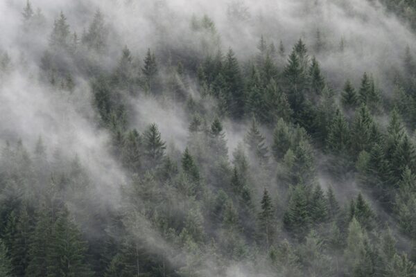 Fototapeta Wędrująca Mgła