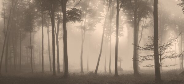 Fototapeta Ciężka Mgła