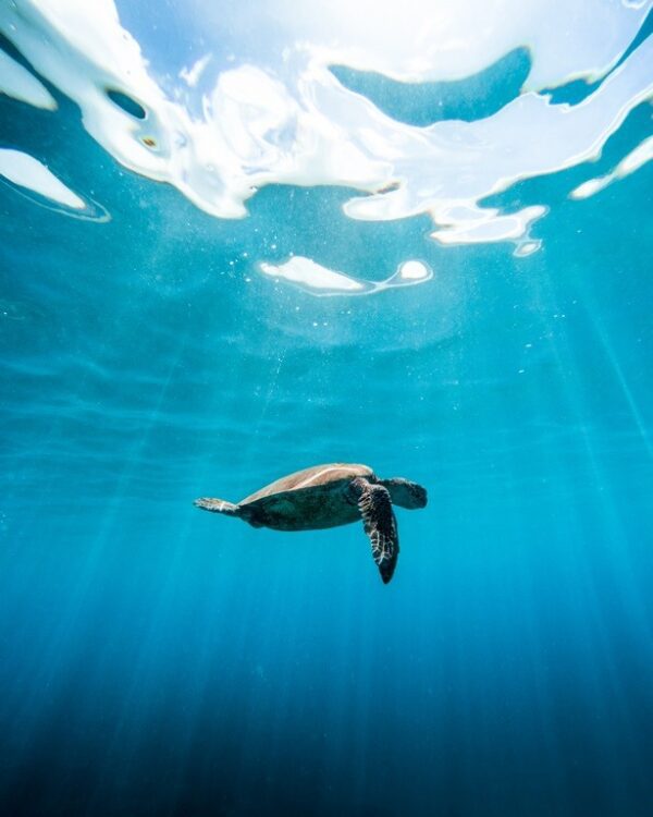 Fototapeta Żółw w Oceanie