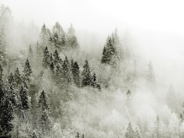 Fototapeta Mgła i Las