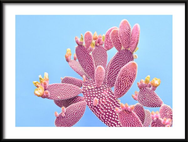 Plakat Różowy Kaktus