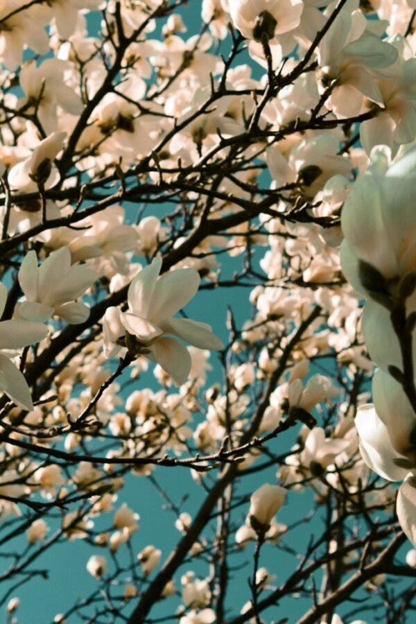 Fototapeta Biała Magnolia