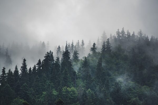Fototapeta Opadająca Mgła