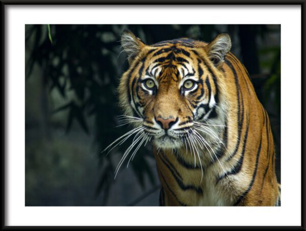 Plakat Piękno Tygrysa