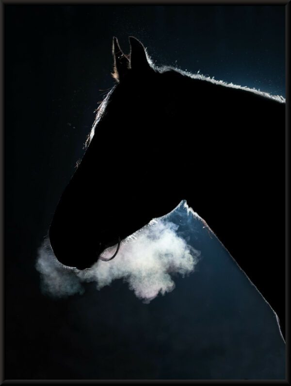 Plakat Ciemny Koń