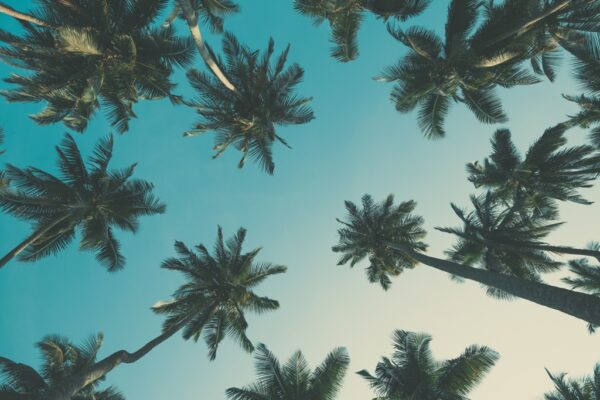Fototapeta Palmowe Niebo