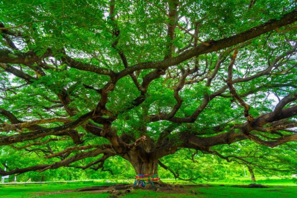 Fototapeta Wielkie Drzewo