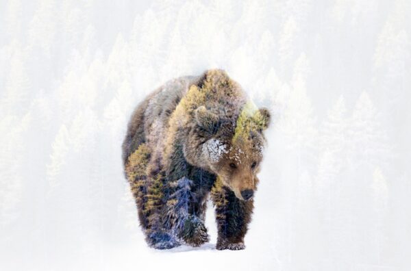 Fototapeta Dziki Niedźwiedź