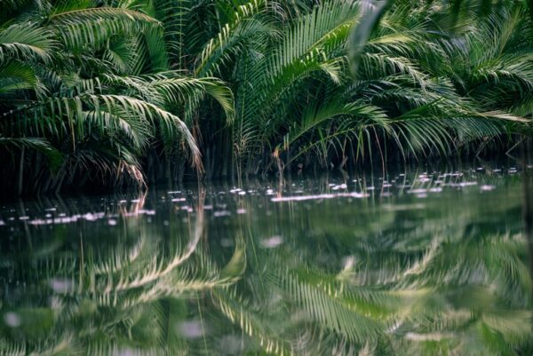 Fototapeta Rzeka w Tropikach