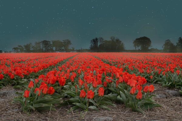 Fototapeta Nocne Tulipany