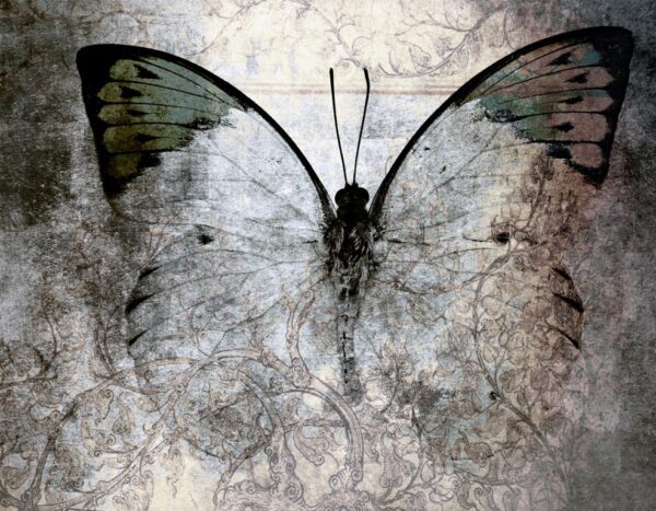 Fototapeta Duży Motyl