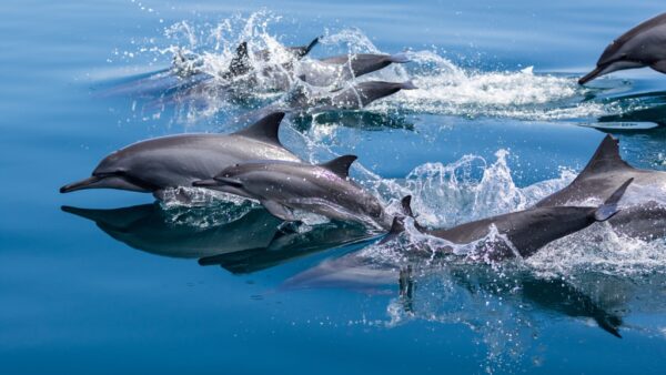 Fototapeta Delfiny w Wodzie