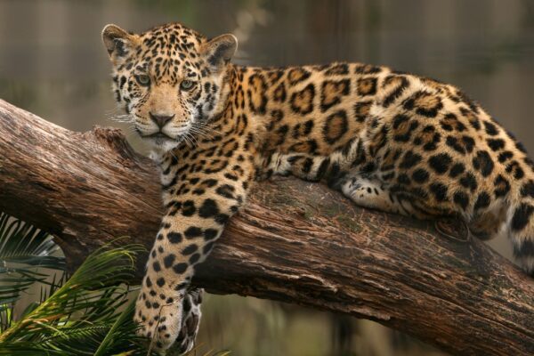 Fototapeta Jaguar Na Drzewie