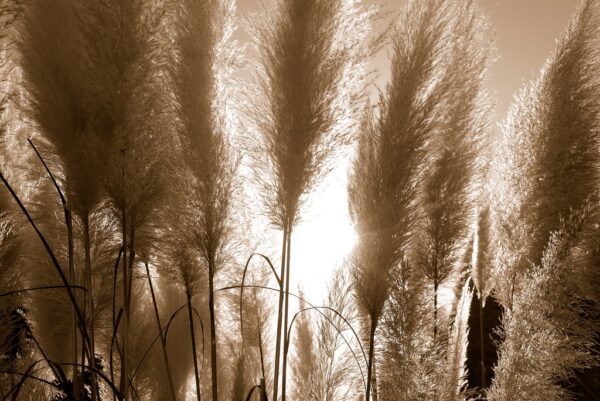 Fototapeta zioła w Sepii