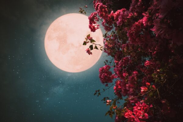 Fototapeta Kwiaty i Księżyc