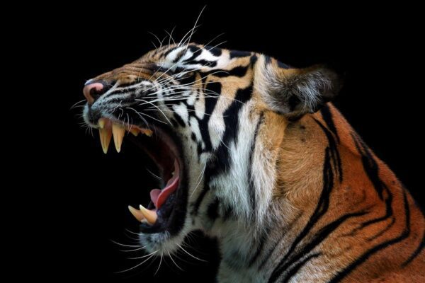 Fototapeta Groźny Tygrys
