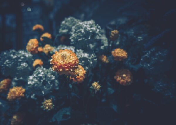 Fototapeta Pomarańczowe Kwiaty