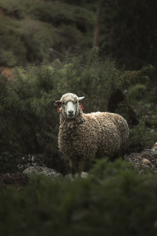 Fototapeta Owca wśród Krzewów
