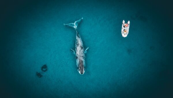 Fototapeta Błękitny Wieloryb