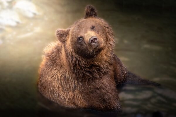 Fototapeta Niedźwiedź w Kąpieli
