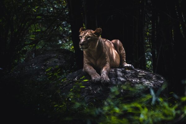 Fototapeta Lew w Dżungli