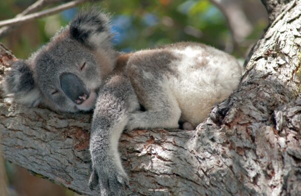 Fototapeta Śpiący Miś Koala