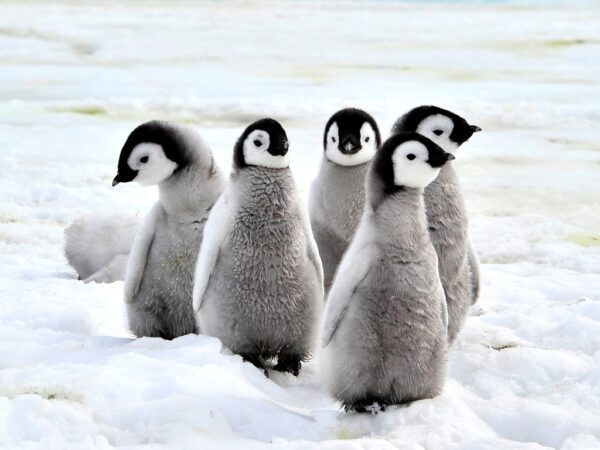 Fototapeta Pingwiny Cesarskie