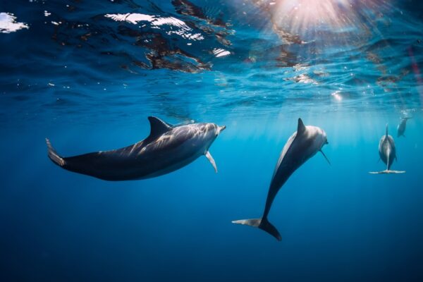 Fototapeta Delfiny Pod Wodą