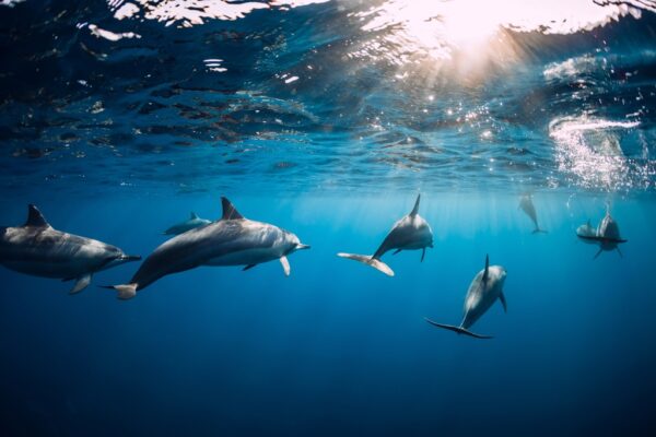 Fototapeta Taniec Delfinów