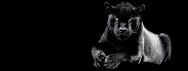 Fototapeta Czarny Jaguar