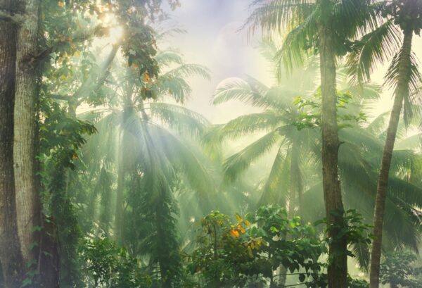 Fototapeta Słońce w Dżungli