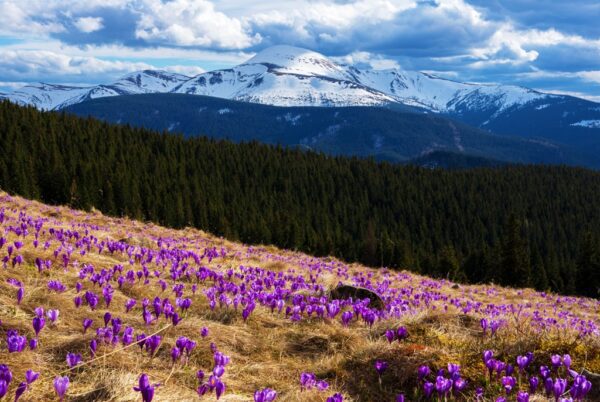 Fototapeta Wiosna w Górach